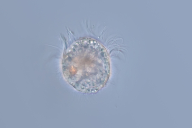 Larve trochophore de la Moule (Mytilus edulis) x70